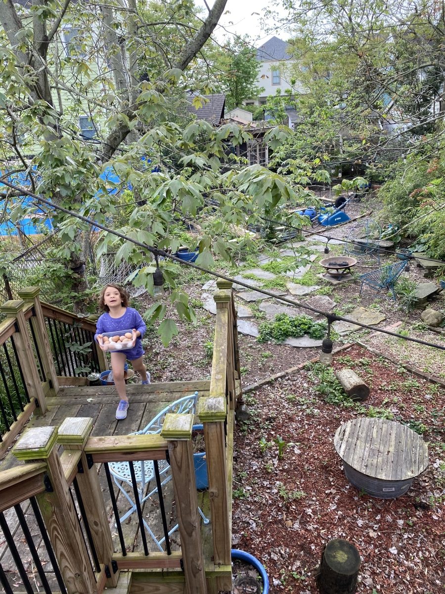 backyard gathering eggs